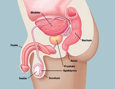 What is a link between prostate cancer and leg pain?
