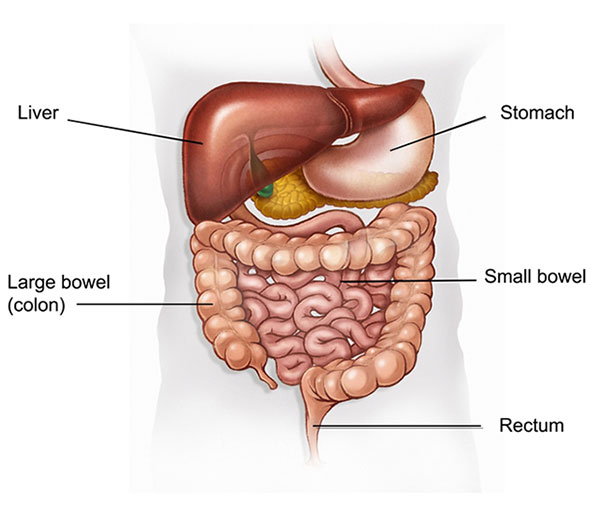 digestive system colon