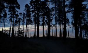 Silhouette of trees in moonlight Slieve Donard Moonlit walk challenge