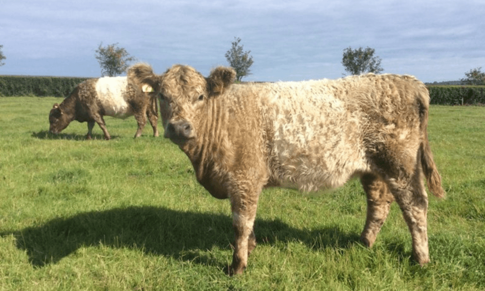 Win a year-old pedigree Dun and White heifer 