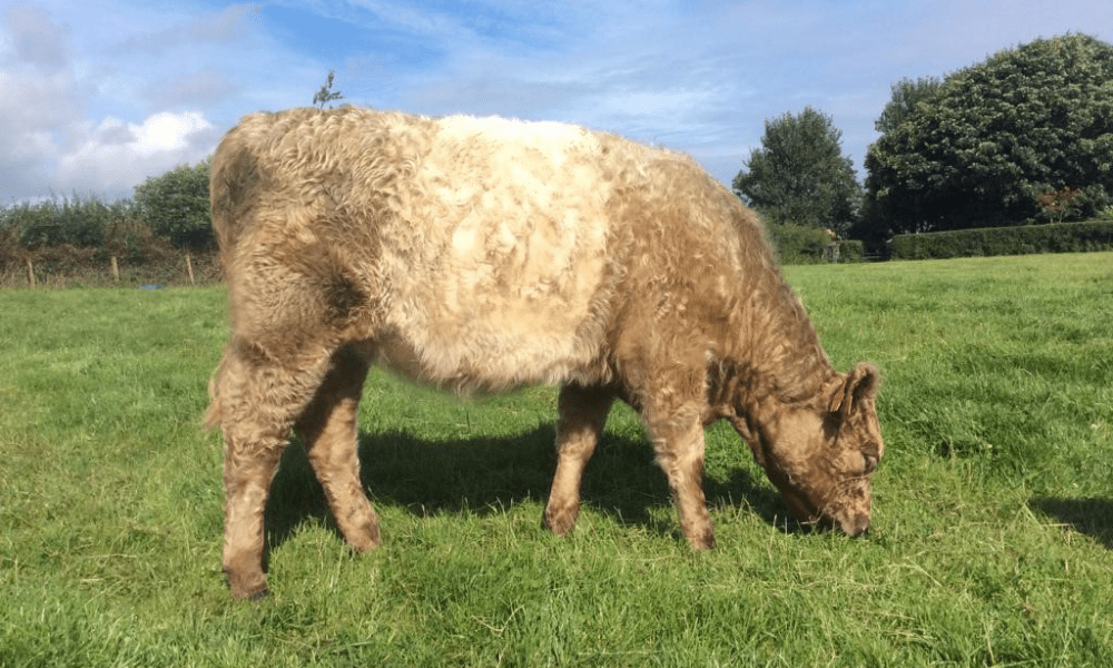 The heifer has been sourced from an established well known Belted Galloway herd in Antrim
